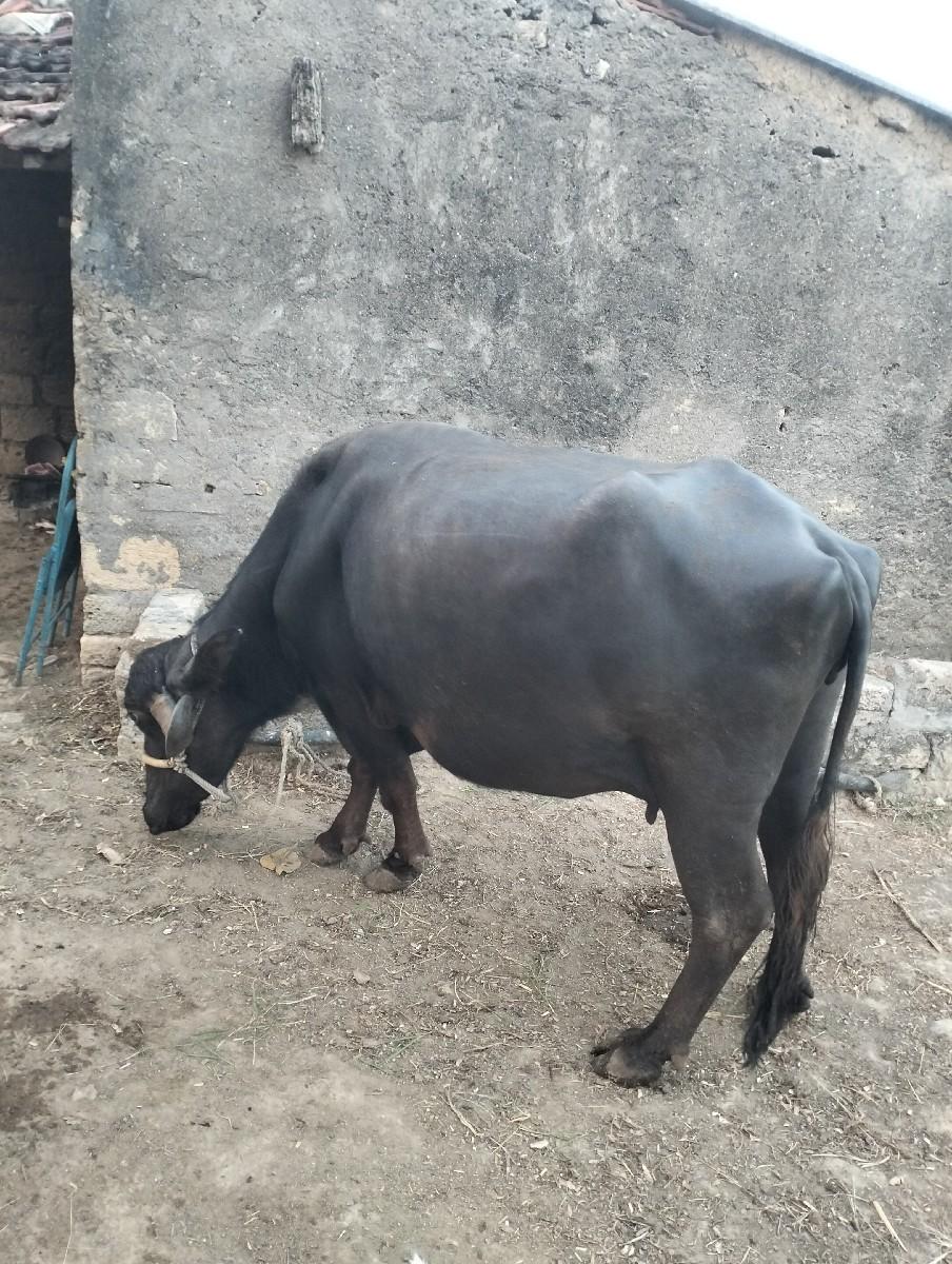 વહેશ્વા ની છે