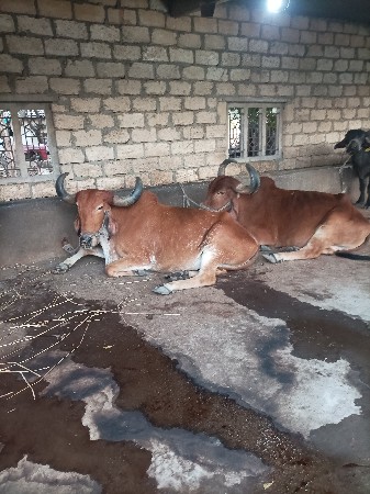 બળદ વેચવાના છે