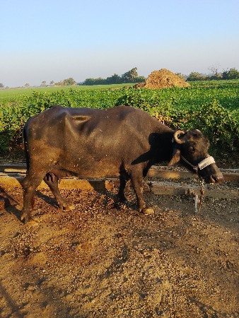 ભેંસ વેચવાની છે