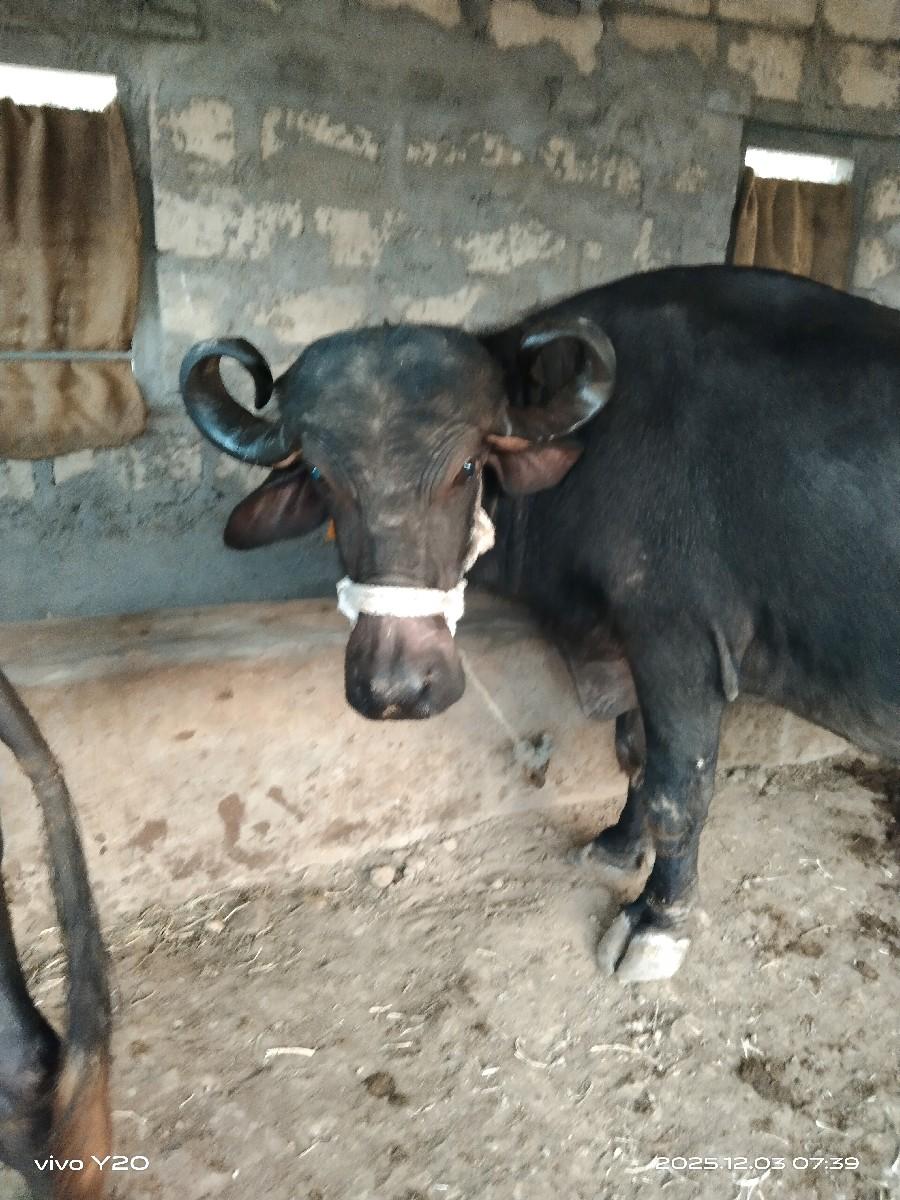 ત્રીજું વેતર વ્યાસે