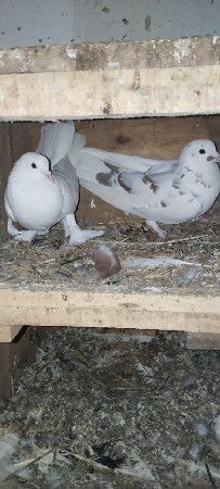 થંબનેલ 2