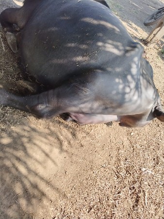 थंबनेल 3