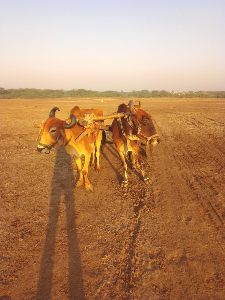 ગોદલા વેચવાના છે