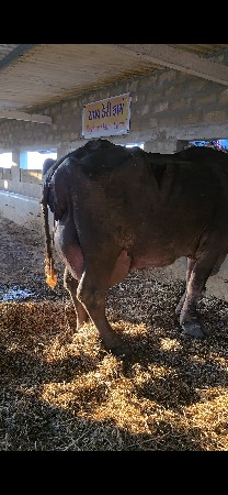 ભેંસ વેચવાની છે