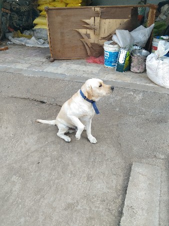 સાટા કરવા ના સે લેબરા કુતરો સે