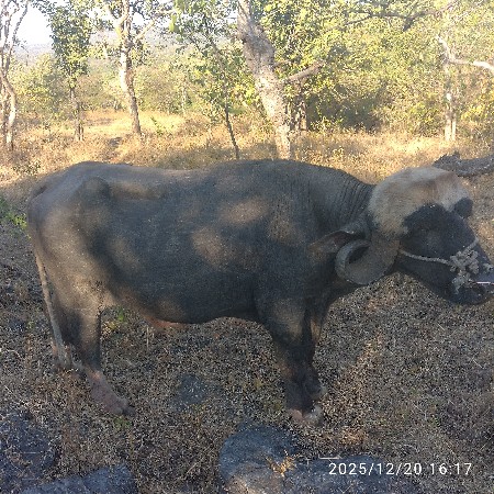 थंबनेल 2