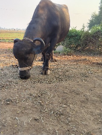 થંબનેલ 2