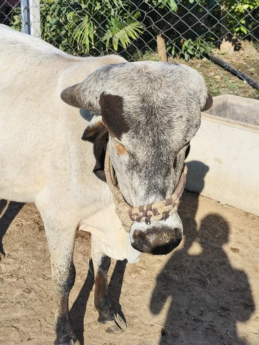 2 વરસ માતે નિ છે