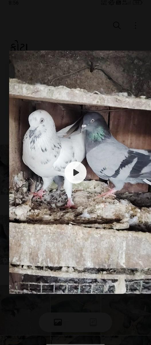 થંબનેલ 2