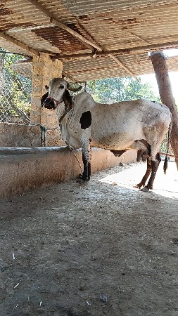 थंबनेल 2