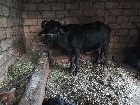 થંબનેલ 2