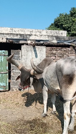 બળદ વેચવાનો છે
