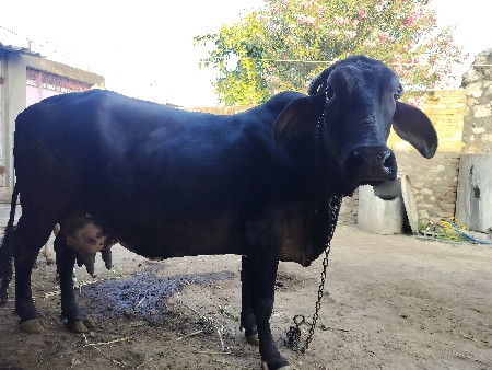 ગીર ક્રોસ