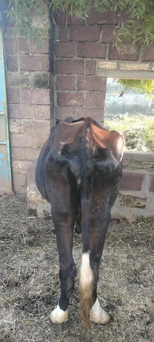 hf ગાય વેચવાની છે
