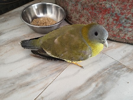 green kabutar che videsi