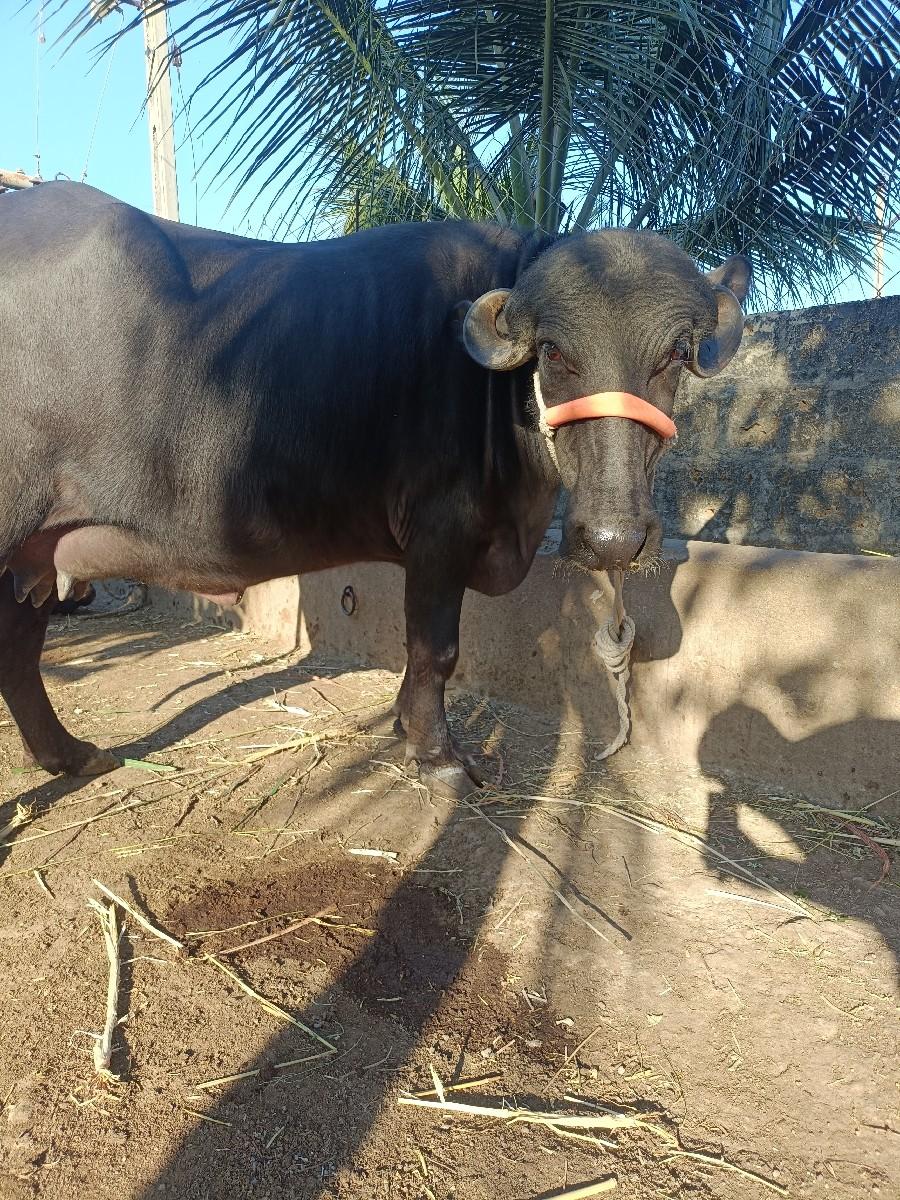 ભેંશ વેચવાની છે