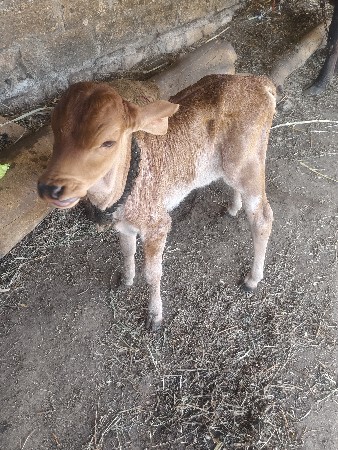 થંબનેલ 3