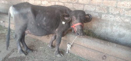 थंबनेल 3