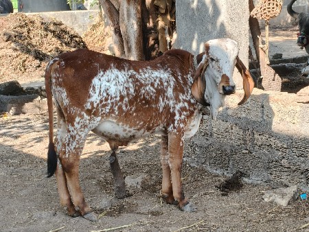 ખુટ વેચવા નો છે