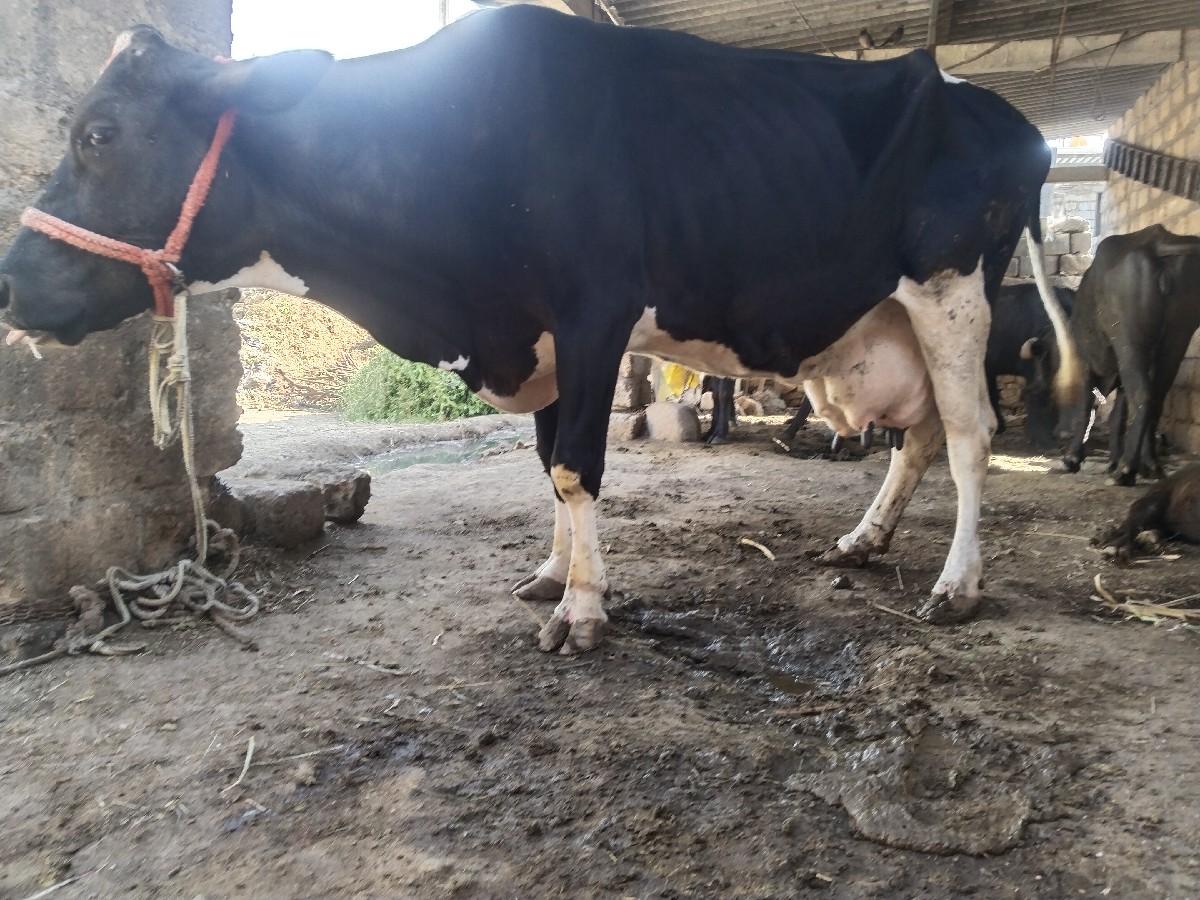 ત્રીજું વેતર