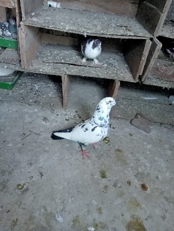 થંબનેલ 2