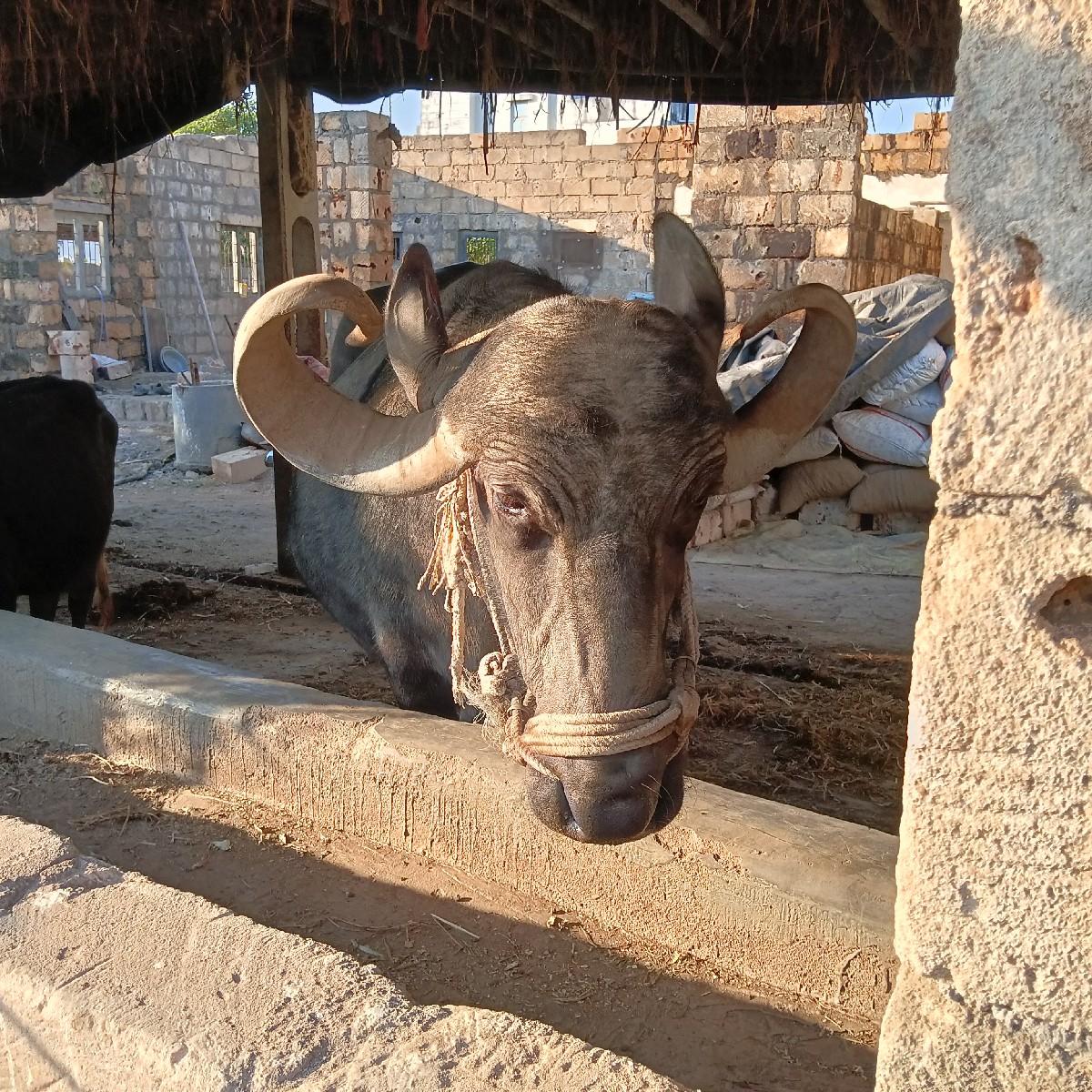 થંબનેલ 3