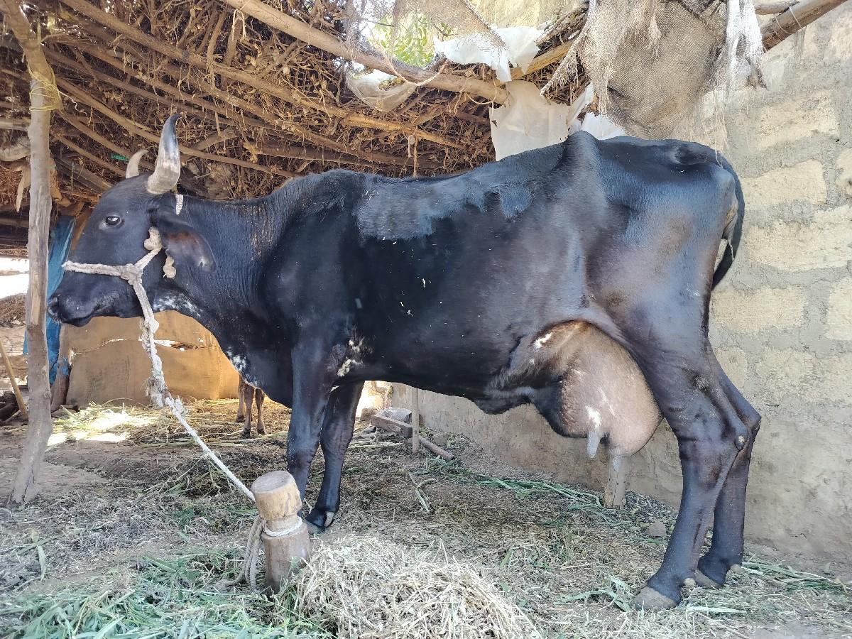 વેસવાની છે