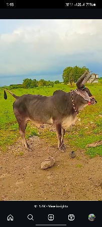 थंबनेल 3