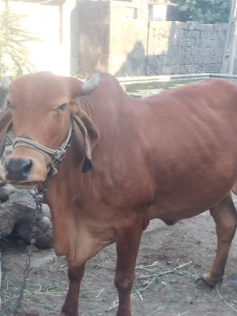 ગાય વેસવા ની છે