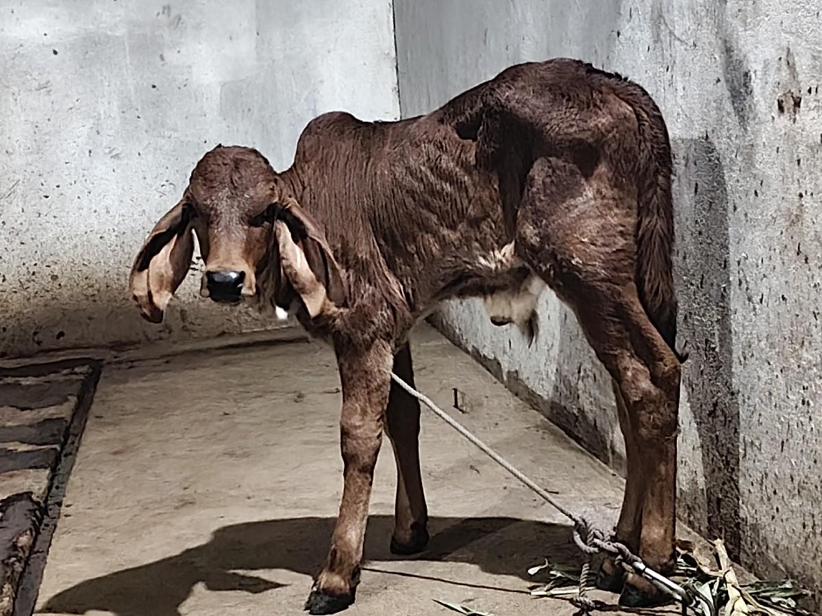 थंबनेल 3