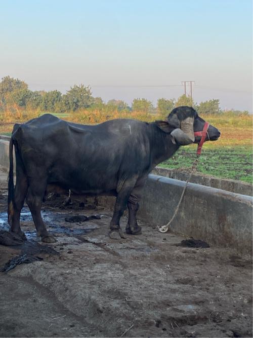 થંબનેલ 3