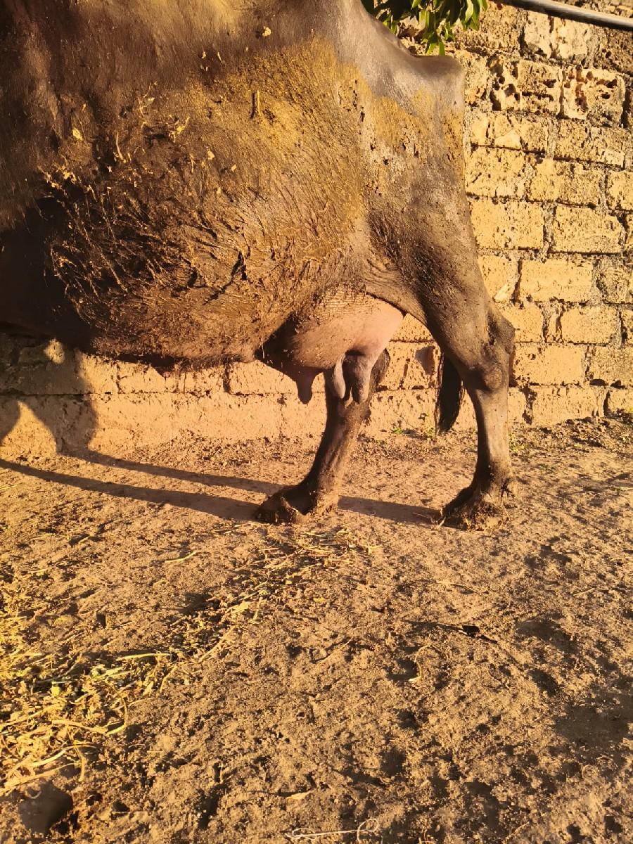 થંબનેલ 3