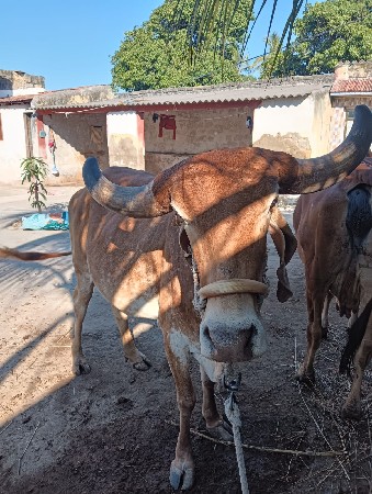 સોન કપીલા ગાય વેચવાની છે