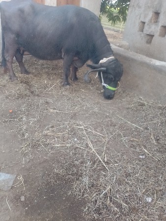 5દીવશનીવારછે