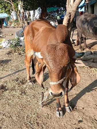 ગીર ગાય વેચવાની સે