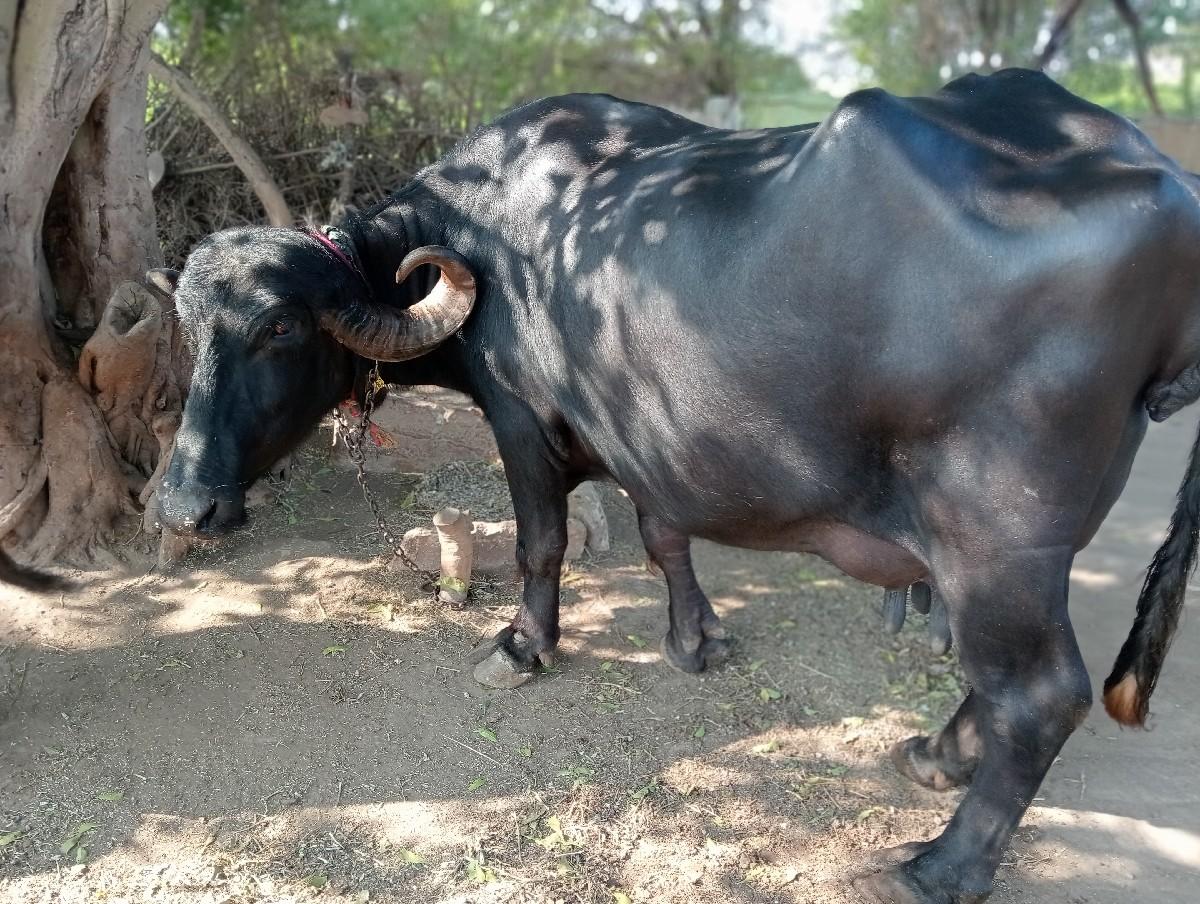 थंबनेल 2