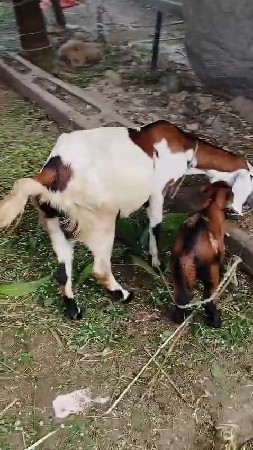 બકરી વેચવાની છે