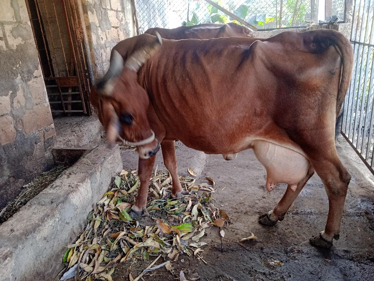 थंबनेल 2