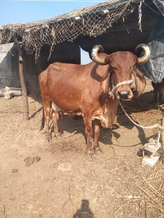 ગાય વેચવાની છે