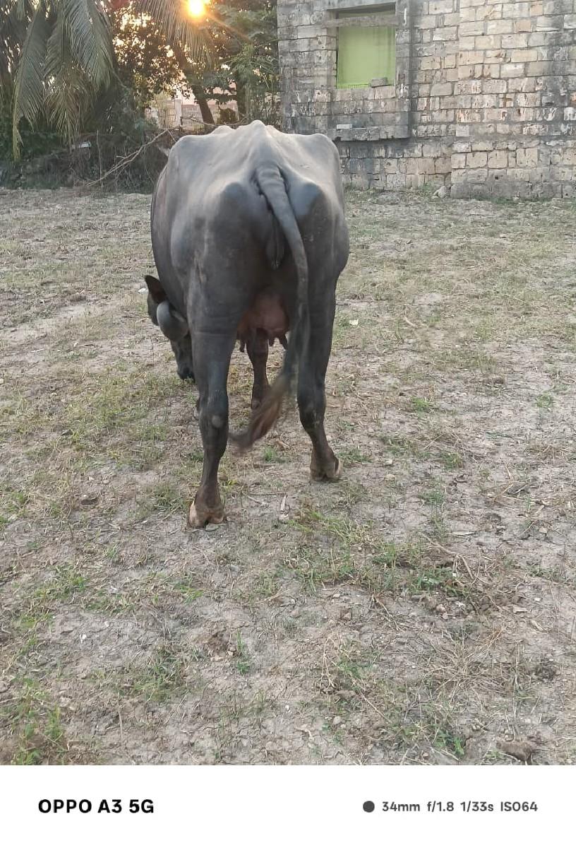 ભેંસ વેચવાની છે જાફરાબાદી