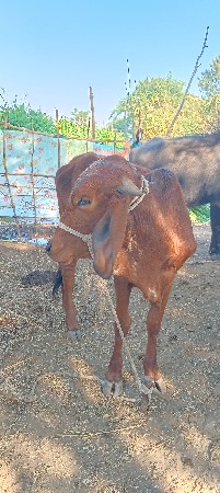 थंबनेल 3