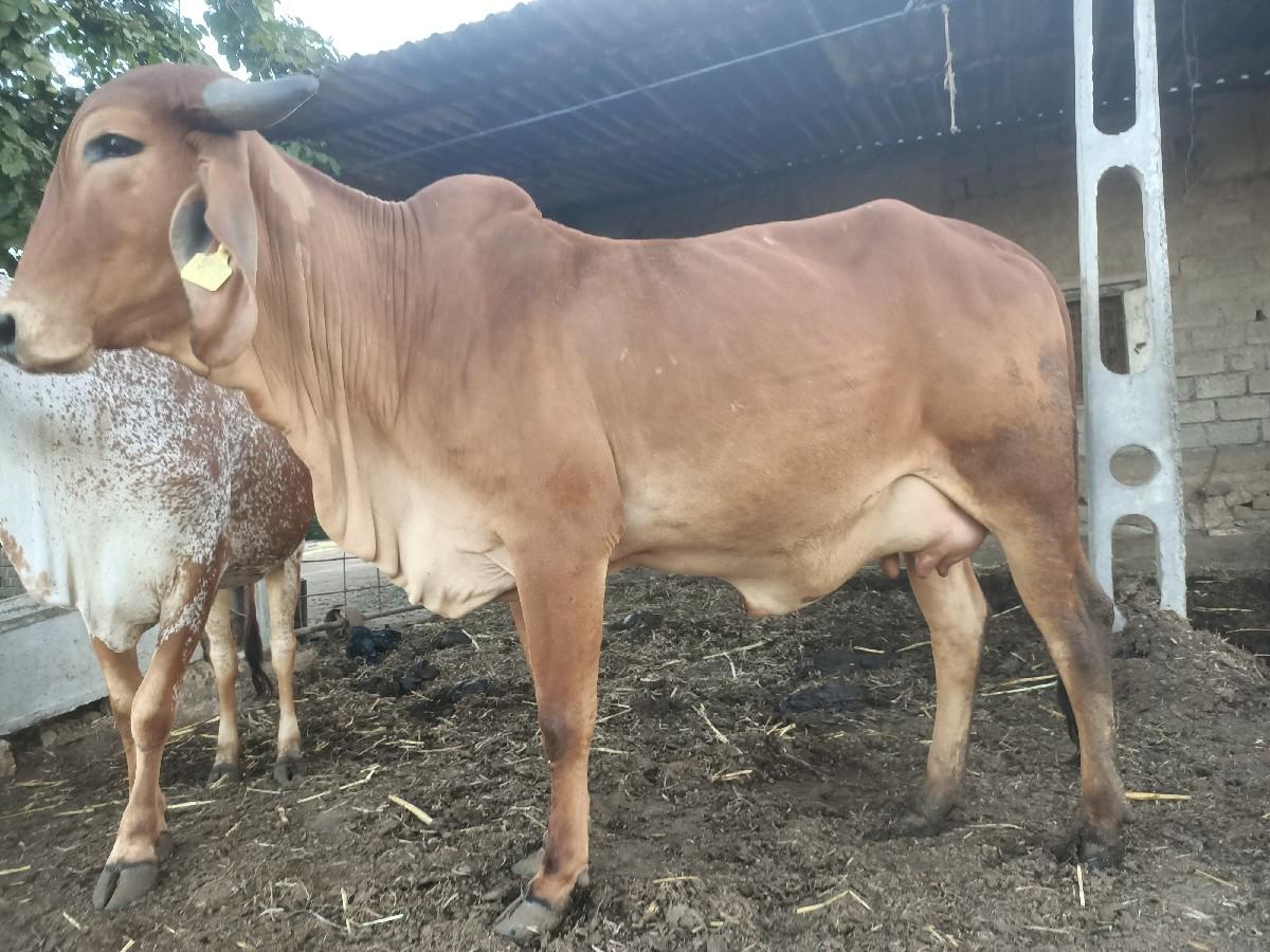 थंबनेल 2