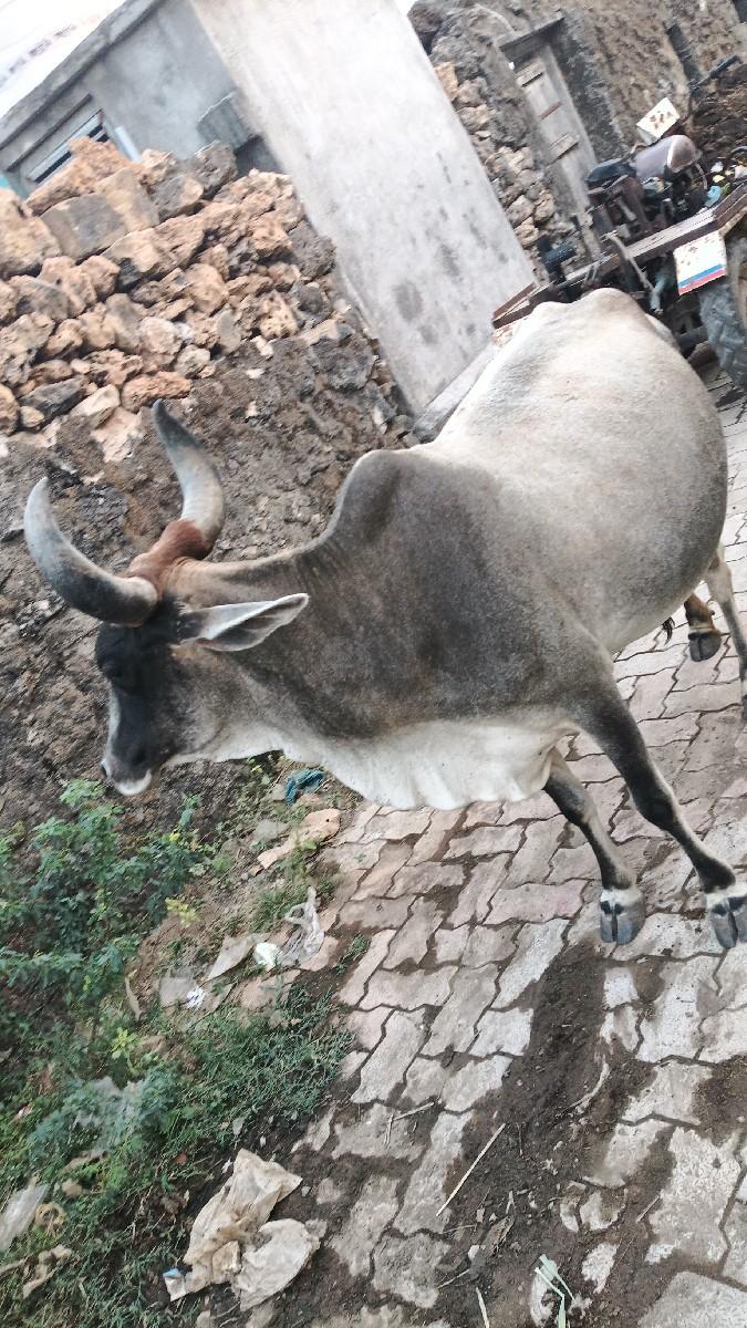 ગાય વેચવાની સે