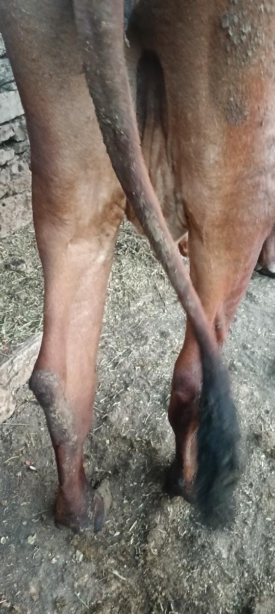 h.f. ગાય વેચવાની છે