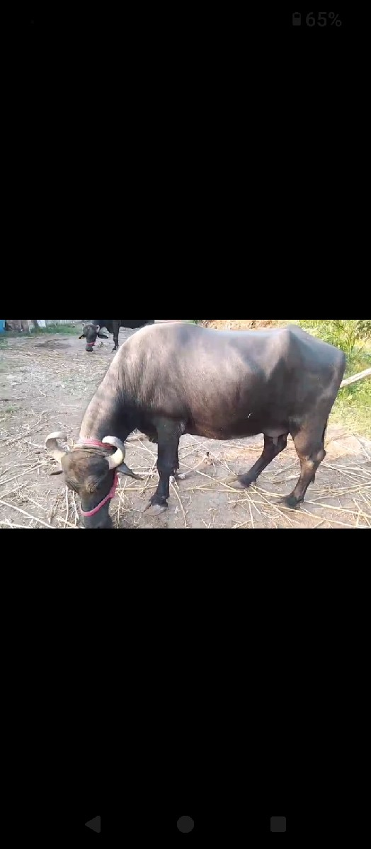 थंबनेल 3