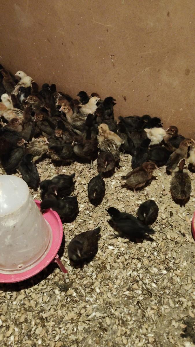 થંબનેલ 2