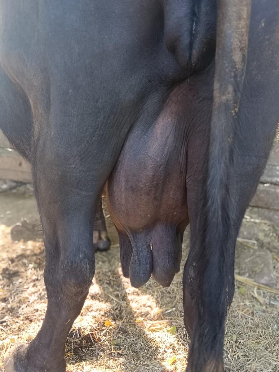 ત્રીજા વેતરમાં ભેંસ વેચવાની છે