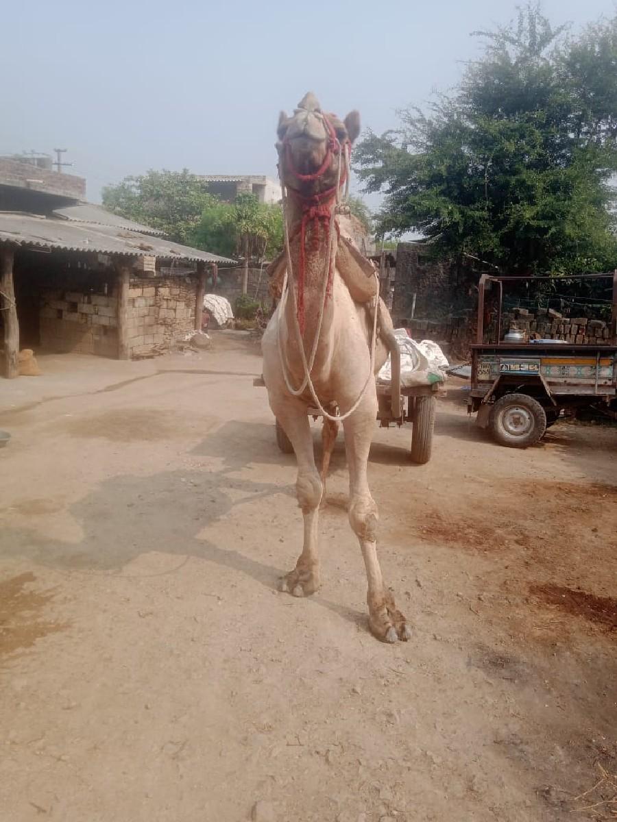 थंबनेल 2