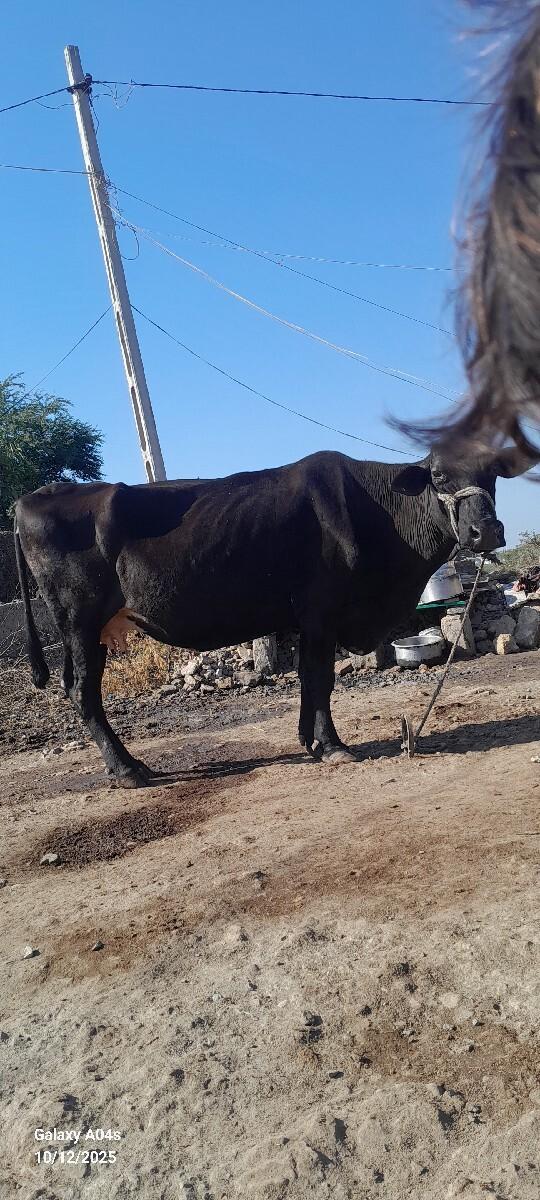 આ ગાય વેચવાની છે