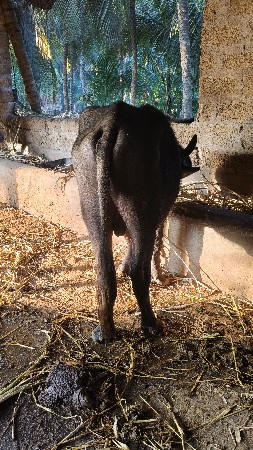 પાડો વેંચવાનો છે